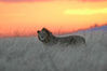 At_Sunset.jpg