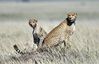 CHEETAH_PAIR.JPG