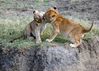 Cub_s_Play.jpg