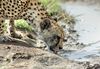 Drinking_Cheetah.jpg