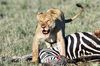 Lion_Kill.jpg